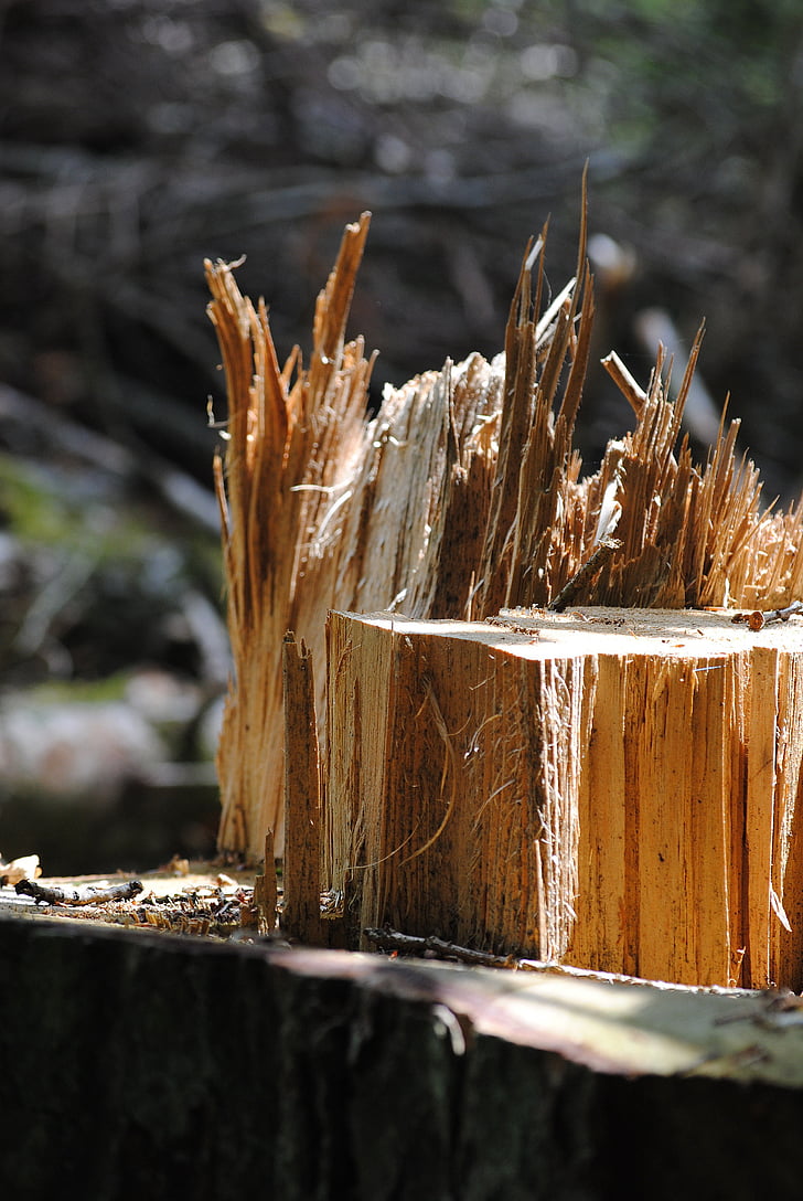boomstam, houten splitter, hout, geannuleerd