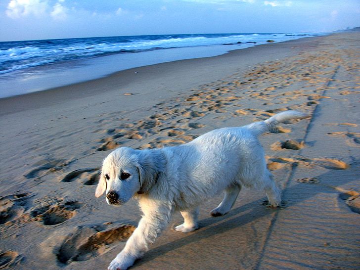cachorro, Costa, arena, ondas, azul, Blanco, Israel