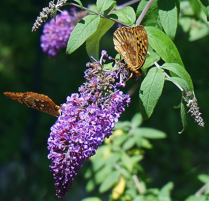 parelmoervlinder vlinder, vlinder, natuur, insect, Butterfly bush, bloemen, Blossom