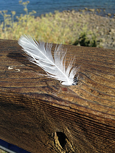 White feather, fred, kjærlighet, hvit, fjær, håper, Dom