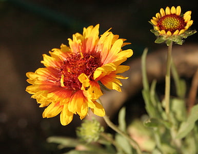bunga matahari, Helianthus, merah, Orange, kuning, api, berapi-api