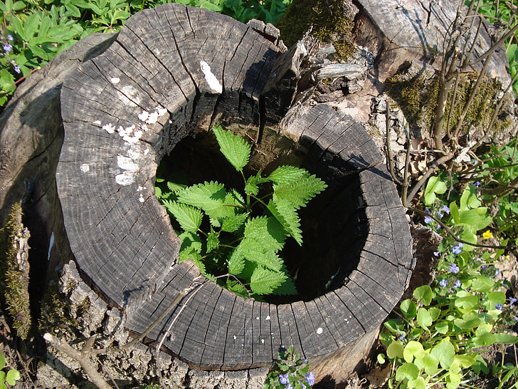 stump, plant, forest, life