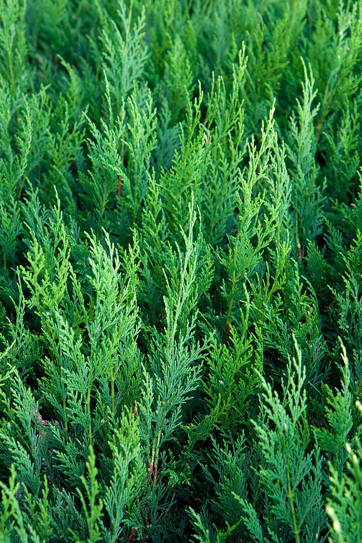 Cedar, zelená, jehličnaté, stromy, rostliny, Cedrové dřevo, listy