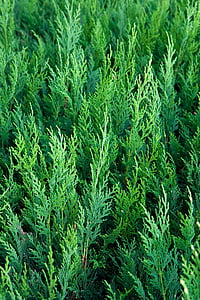 Cedar, màu xanh lá cây, cây lá kim, cây, nhà máy, Cedar wood, lá