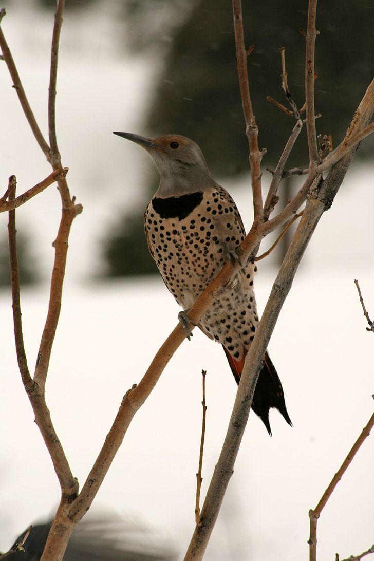 woodpecker, northern flicker, bird, wildlife, avian, ornithology, wing