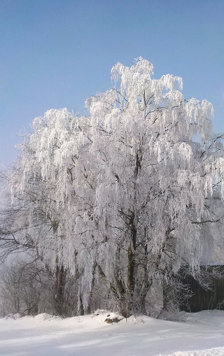 árbol, Frost, invierno, sol, frío, escarcha