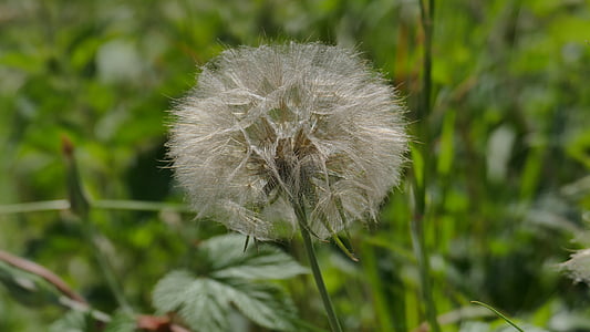 dandelion, meadow, spring, seeds, plant, pointed flower, close