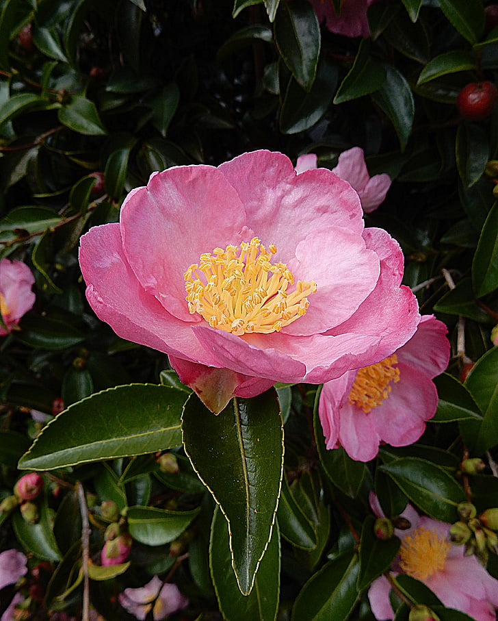 Camellia, roosa, lill, loodus, õis, Aed, Bloom