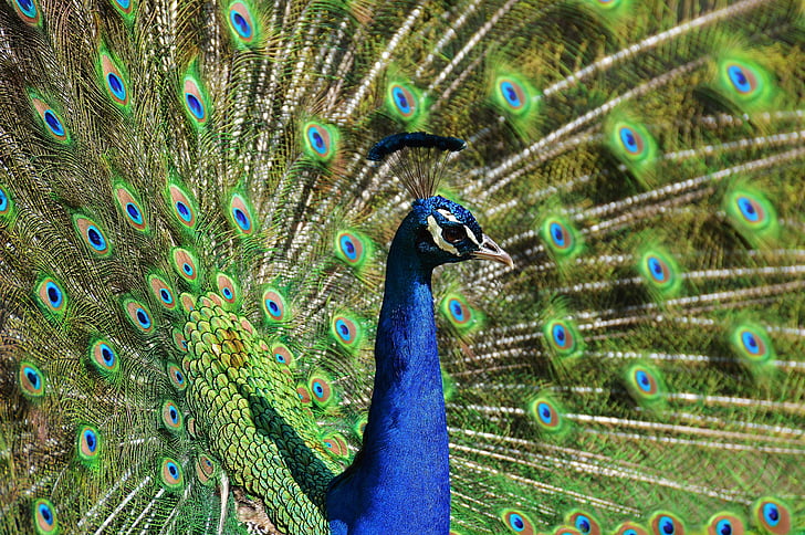paabulind, Feather, lind, Peacock sulgede, Värviline, looma, sulestiku