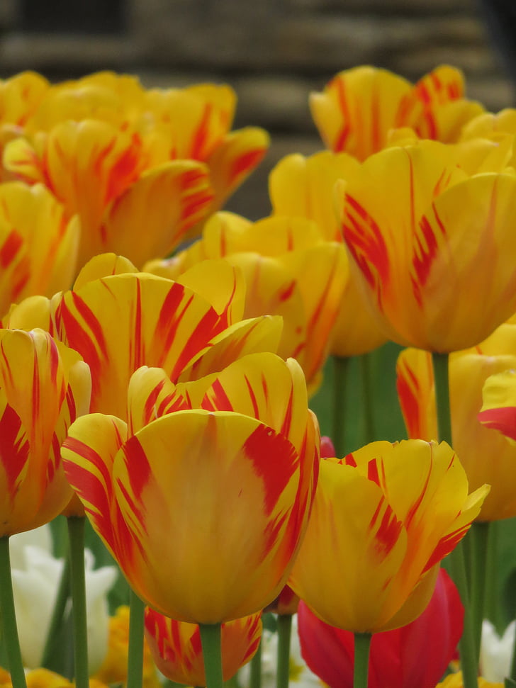 tulpės, pavasarį, gėlė, spalvinga, geltona, šviesus, parkas