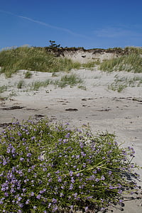 dune, dune landscape, grasses, sea, ocean, baltic sea, lake