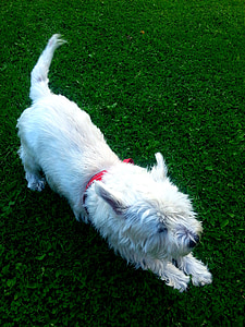cão, animal, Branco, animal de estimação, animais, animais de estimação, West highland white terrier