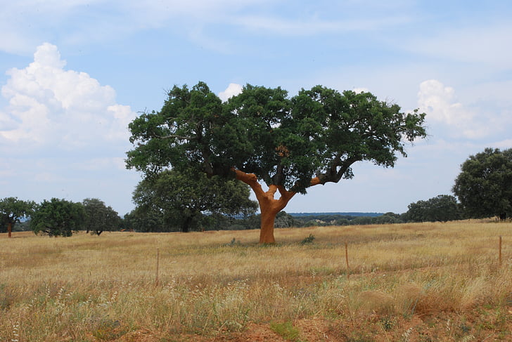 tree, cork, landscape, campaign