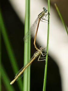 platycnemis acutipennis, oranžové dragonfly, kopulace, krytí, větev, Krása, okřídlený hmyz