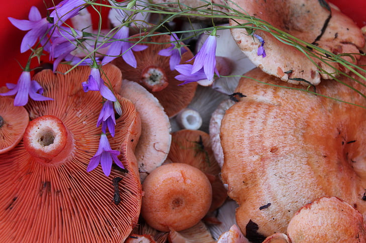 jamur, susu safron topi, Bell, Keranjang dengan jamur, komposisi, musim panas, Makanan