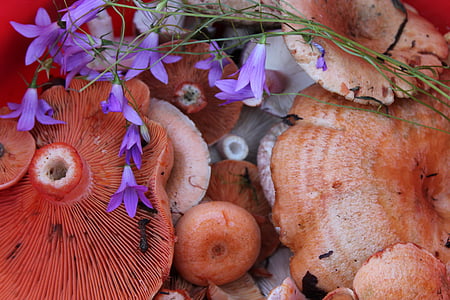mushrooms, saffron milk cap, bell, basket with mushrooms, composition, summer, food