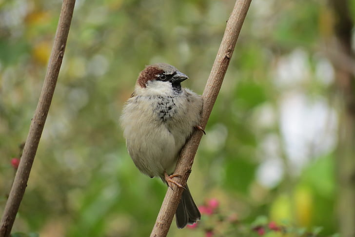 Sparrow, pták, Příroda, vrabci, zvíře, peří
