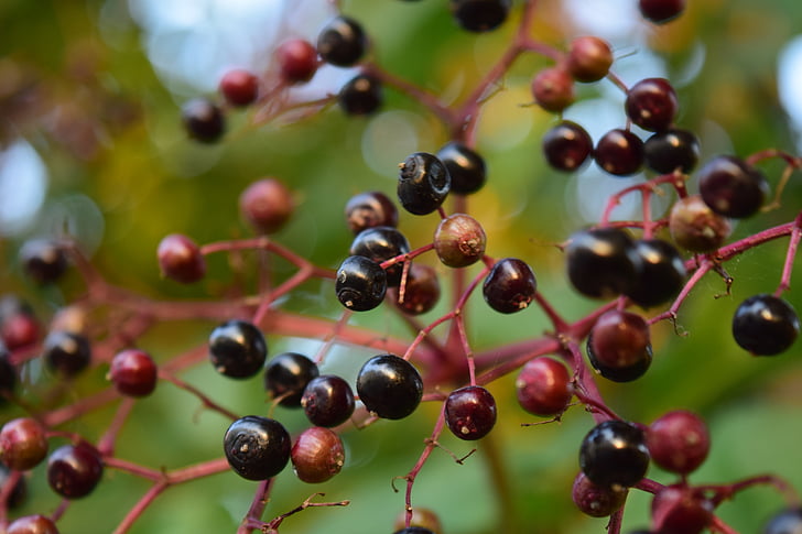 elder, holder, holler, holder bush, black elderberry, close, berries