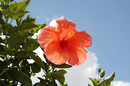 flower, blue sky, hibiscus, sunlight, nature, tropical, outdoor