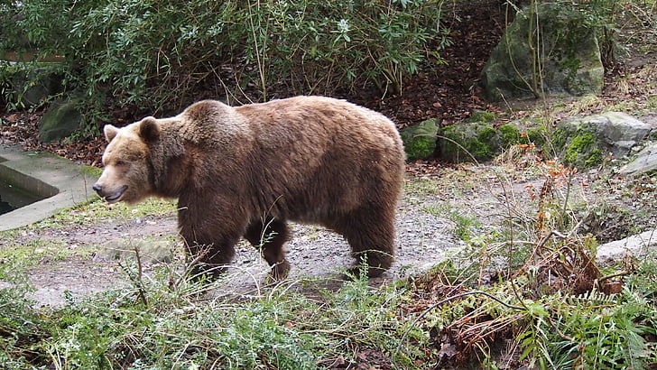 urso pardo, jardim zoológico, Wuppertal, urso