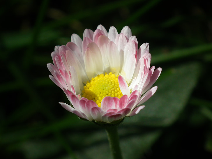 daisy, pink, pointed flower, pink daisy