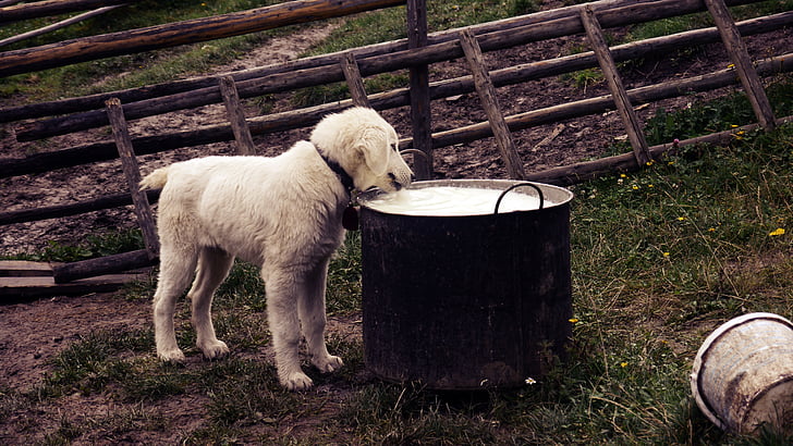 นม, สุนัข, สีขาว, ลูกสุนัข, อาหาร, สัตว์, น่ารัก