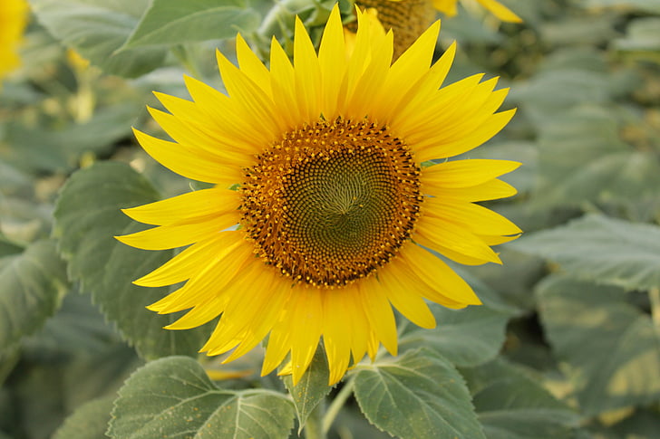 sunflower, close up suflower, nature, leaves, farm, flower, gardening
