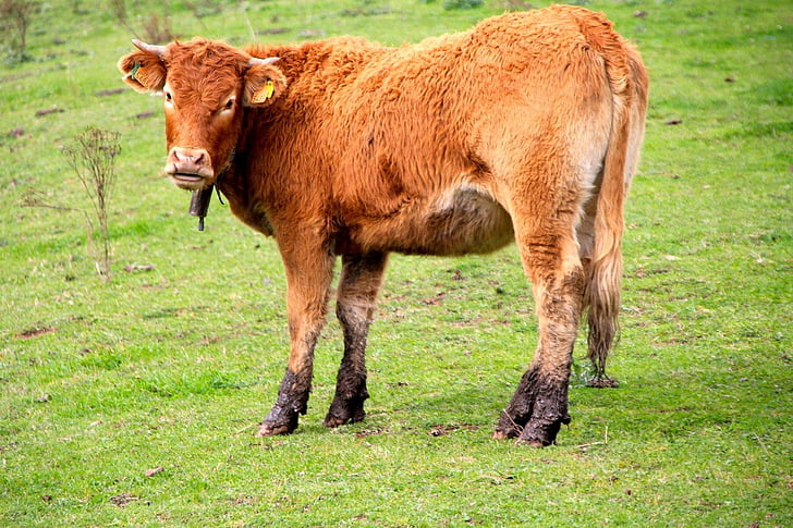 Cantabria, sapi, hewan, ternak, bidang, alam, rumput