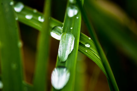 close-up, dew, grass, waterdrops, wet, nature, plant