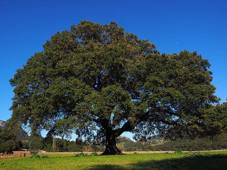 fa, Kámfor fa, Cinnamomum camphora, Kámfor, Laurel üvegházhatású, babérfélék (Lauraceae), babér fát