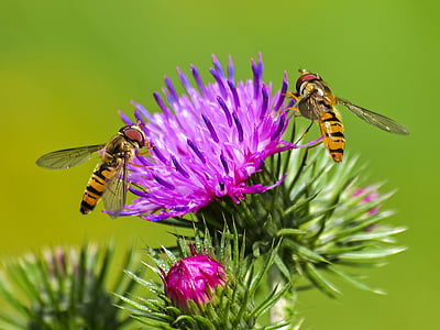Hoverfly, inseto, flor, flor, natureza, animal