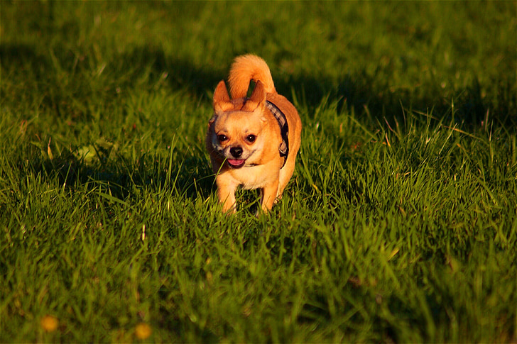 Chihuahua, pes, srčkano, tekmovanje v teku, pet, živali, trava