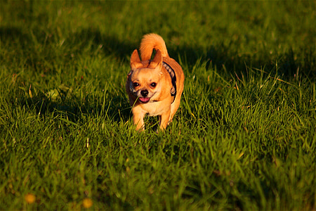Chihuahua, hunden, søt, kjører, kjæledyr, dyr, gresset