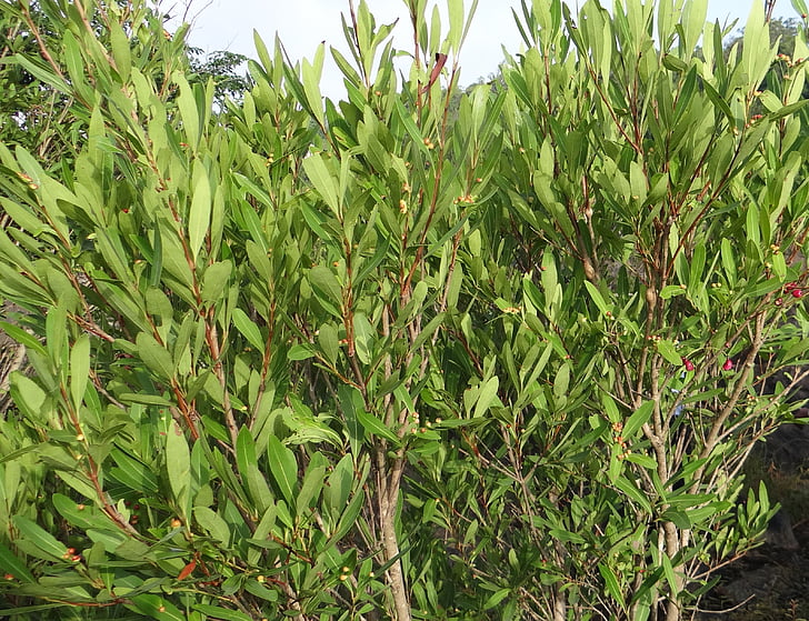 Syzygium cumini, vadon élő, folyómeder, Jambul, jambolan, jamblang, jamun