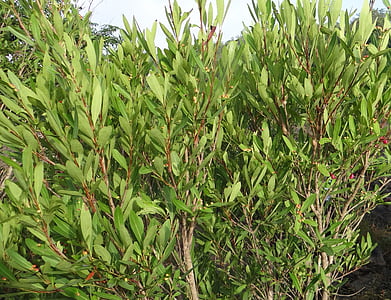 Syzygium cumini, salvaje, cauce del río, Jambul, jambolan, Jamblang, Jamun