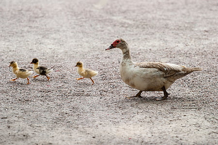 棕色, 白色, 鸭, 动物, 鸟, 自然, 母亲