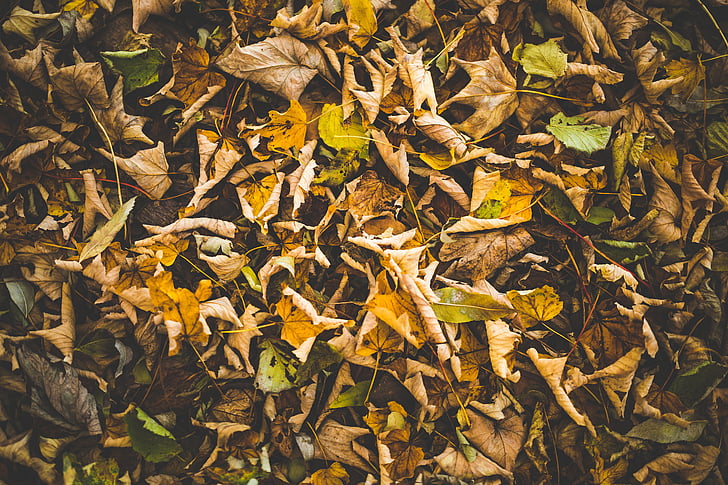 otoño, hojas secas, caída, hojas