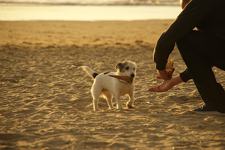 개, 작은, 귀여운, 얼음, 태양, 여름, 모래