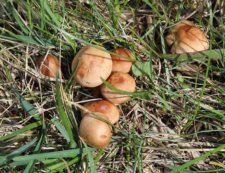 cogumelos, boletos, fungos, grânulo - boleto, schmerling, Suillus granulatus, cogumelos de pé