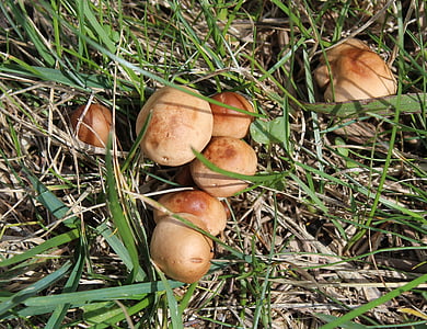 champignons, bolets, champignons, granule - Bolet, Schmerling, Suillus granulatus, stand de champignons