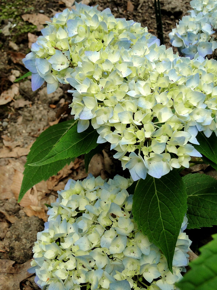 Hortensien, Blumen, Knospen, blühen, endloser Sommer, Staude, macrophylla
