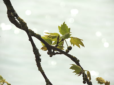 leaves, branch, lake, lichtspiel, plant, waters, nature