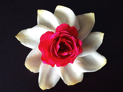 λουλούδι, τριαντάφυλλο, αυξήθηκε ανθίζουν, λευκό, κόκκινο, μαύρο