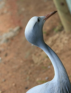 Blue crane putns, Crane, zila, pelēka, vadītājs, kakla, garš