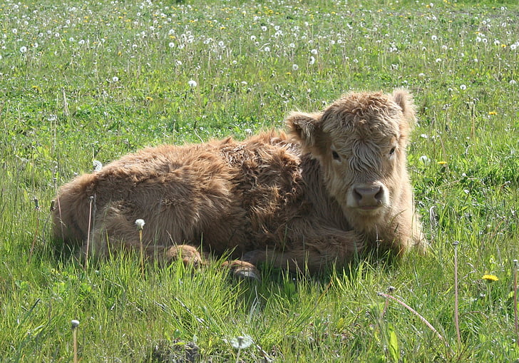 Хайланд говеда, едър рогат добитък, шотландски highland говеда, теле