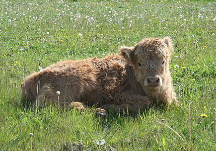 Highland cattle, bovins, bovins Highlands écossais, veau