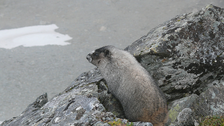 a marmot, animals, rodent