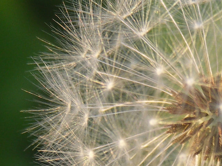 dandelion, seeds, nature, close