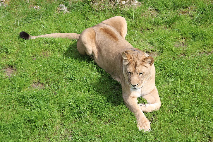 lioness, zoo, predator, big cat, lion, cat, animal