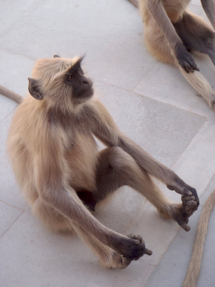opica, Indija, živali, prosto živeče živali, primatov, sesalec, opica